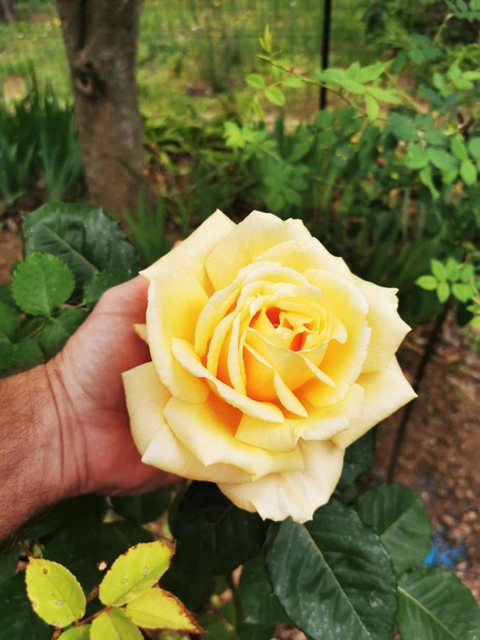 דראגיניאן La Maison Du Soleil Provence מראה חיצוני תמונה